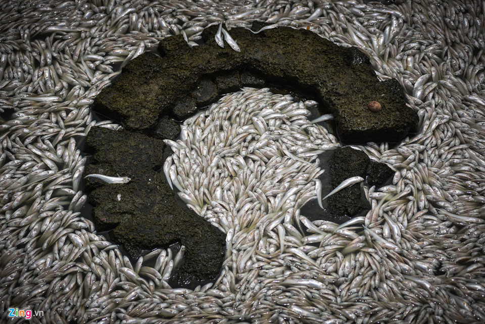 Cá chết dạt vào bờ nổi trắng hồ Tây, công nhân vớt không xuể