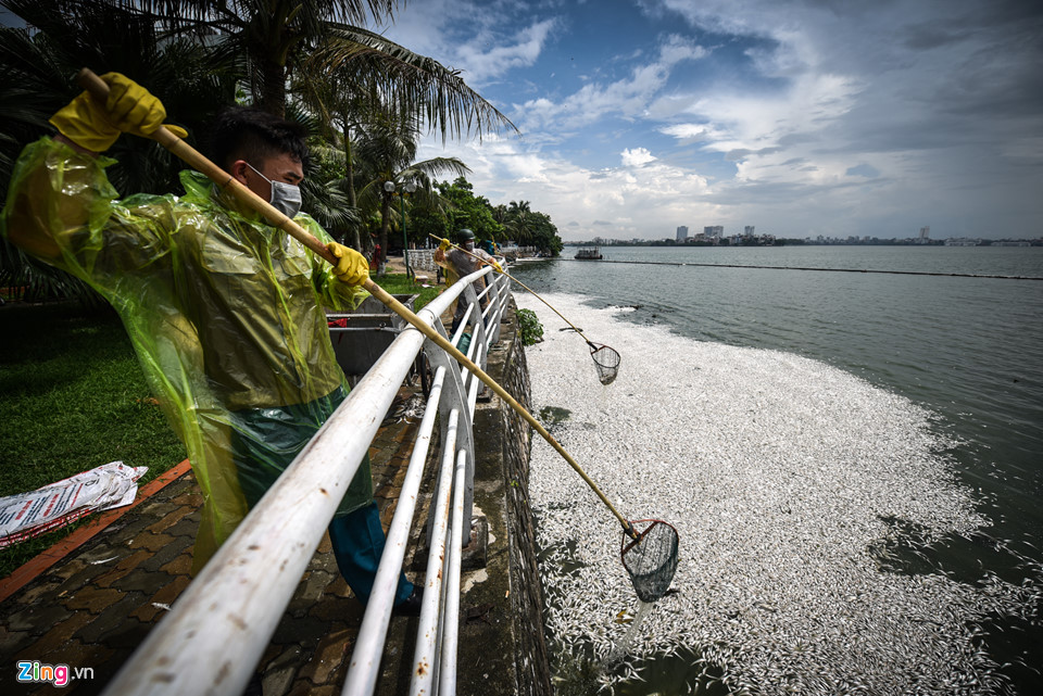 Cá chết dạt vào bờ nổi trắng hồ Tây, công nhân vớt không xuể