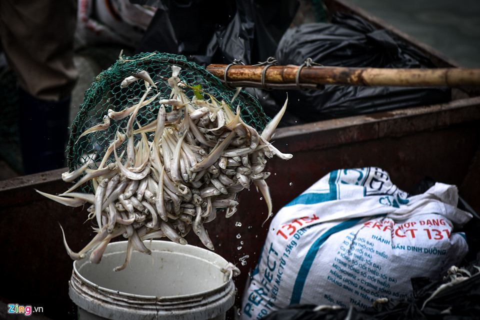 Cá chết dạt vào bờ nổi trắng hồ Tây, công nhân vớt không xuể