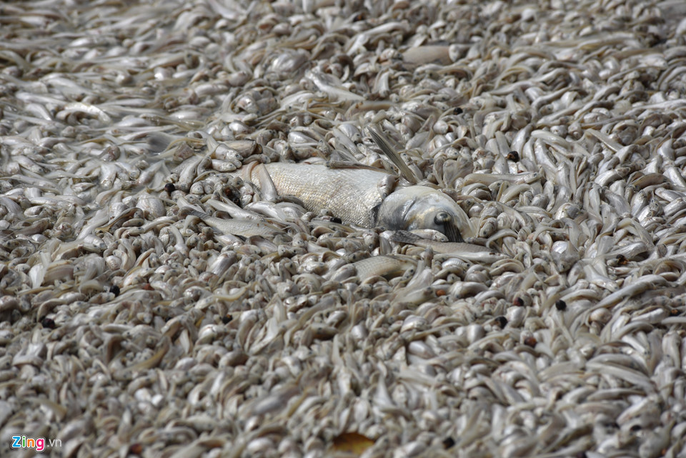 Cá chết dạt vào bờ nổi trắng hồ Tây, công nhân vớt không xuể