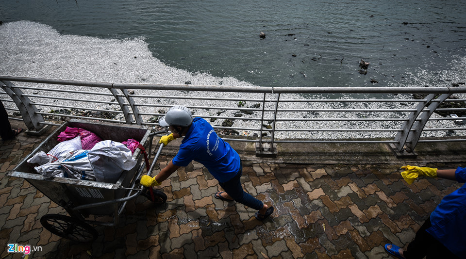 Cá chết dạt vào bờ nổi trắng hồ Tây, công nhân vớt không xuể