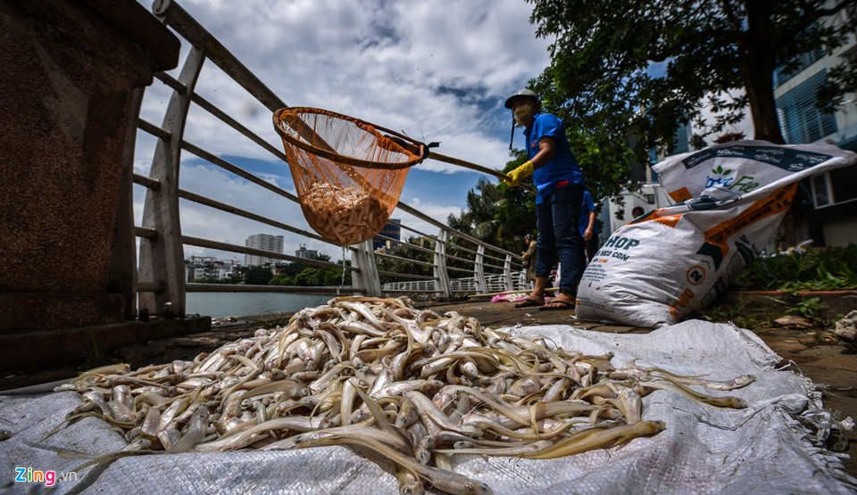 Cá chết dạt vào bờ nổi trắng hồ Tây, công nhân vớt không xuể