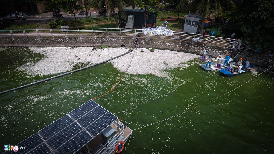 Cá chết dạt vào bờ nổi trắng hồ Tây, công nhân vớt không xuể