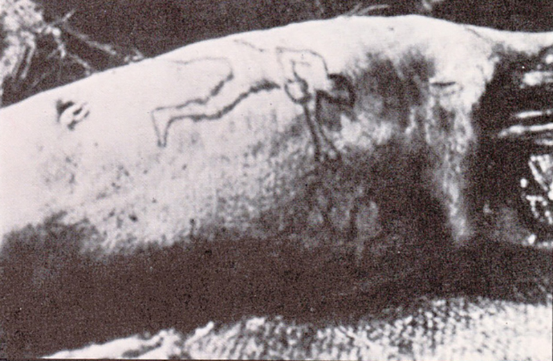 Úc: Cá mập ở thủy cung nôn ra cánh tay người hé lộ vụ án mạng nổi tiếng hơn 8 thập kỷ cảnh sát phải bó tay