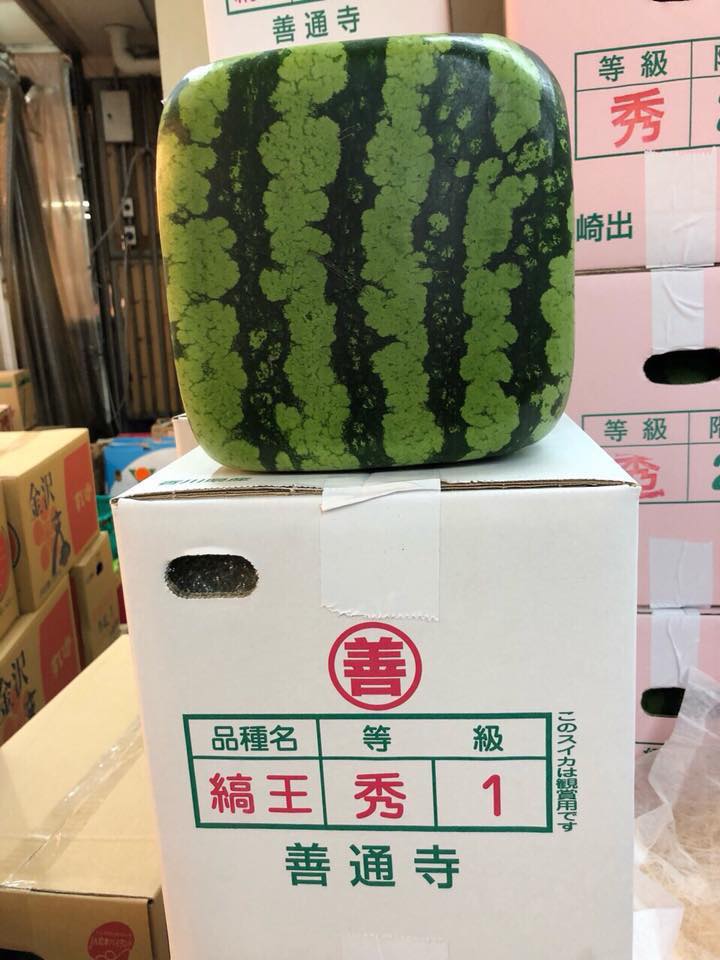 Dưa hấu vuông kỳ lạ xuất hiện ở Hà Nội: Giá chát 4,5 triệu/quả