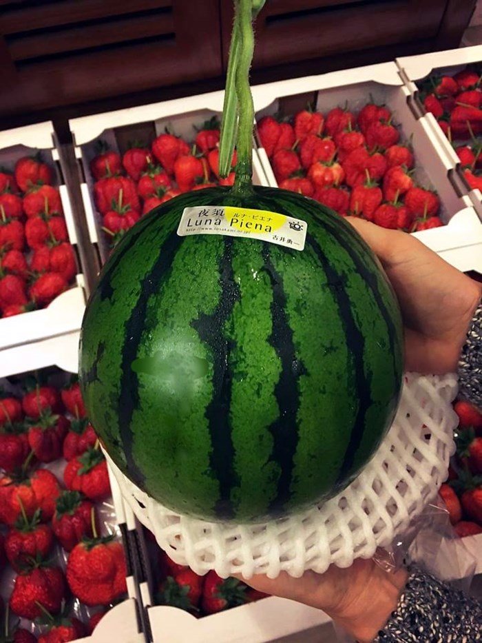 Dưa hấu vuông kỳ lạ xuất hiện ở Hà Nội: Giá chát 4,5 triệu/quả