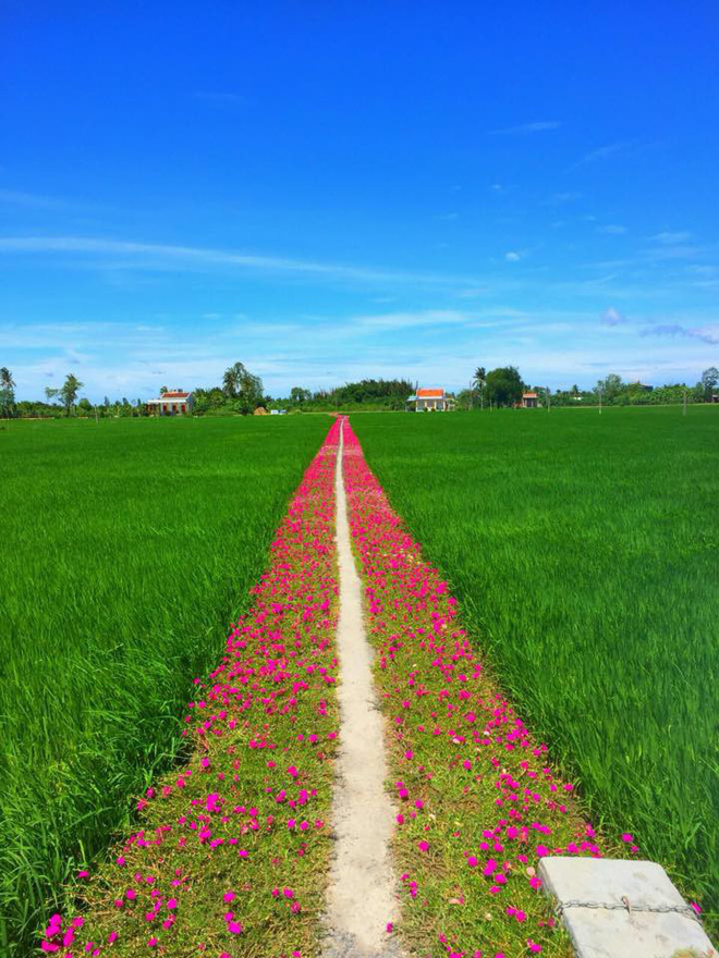 Con đường hoa mười giờ giữa 2 thửa ruộng đẹp như tranh khiến dân mạng ở Tiền Giang muốn đến check-in bằng được