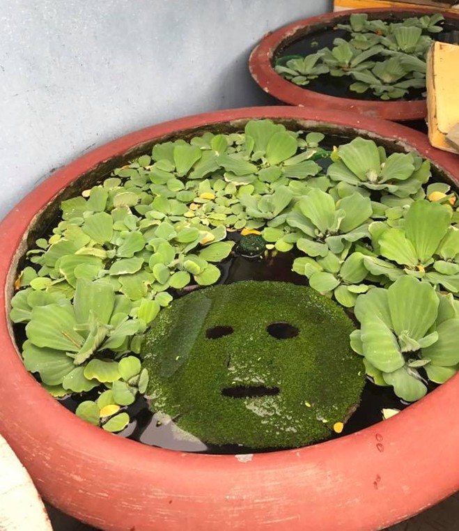 Anh chồng vui tính lấy mặt nạ của vợ ươm cây để thả vào hồ cá cho đẹp và cái kết khiến nhiều người hết hồn