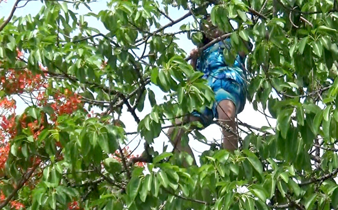 Cô gái 25 tuổi nghi ngáo đá, leo lên cây la hét