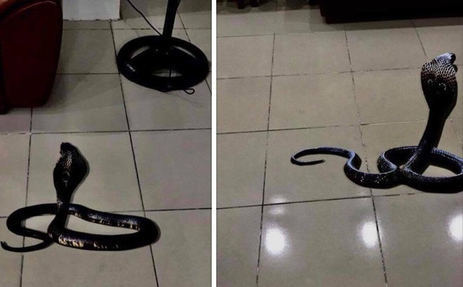 Rắn hổ mang bất ngờ xuất hiện giữa nhà giám đốc Bệnh viện Thể thao
