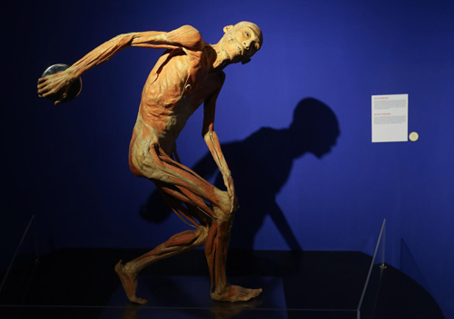 Cục trưởng Mỹ thuật: Triển lãm cơ thể người chỉ phù hợp ở trường y