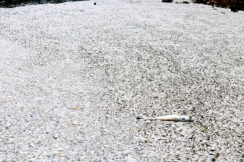 Hà Nội vớt hơn 20 tấn cá chết ở hồ Tây trong 3 ngày