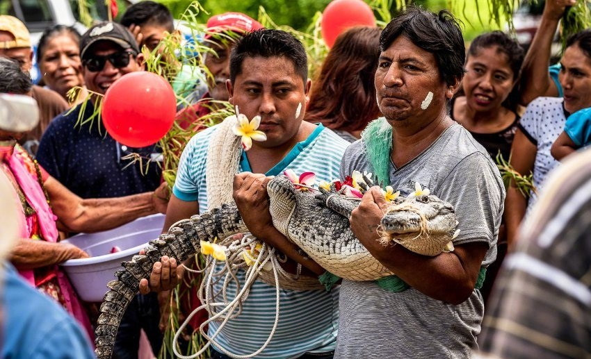 Kỳ quặc đám cưới của Thị trưởng Mexico và cá sấu Kỳ quặc đám cưới của Thị trưởng Mexico và cá sấu