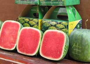 Dưa hấu vuông giá chát 4,5 triệu đồng/quả, khác gì dưa Việt?