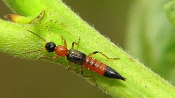 Những cách đuổi kiến ba khoang ra khỏi nhà an toàn mà không cần phun thuốc Những cách đuổi kiến ba khoang ra khỏi nhà an toàn mà không cần phun thuốc