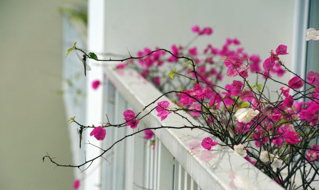 Ban công đẹp lung linh khi biết chọn những loài hoa này để trồng Ban công đẹp lung linh khi biết chọn những loài hoa này để trồng