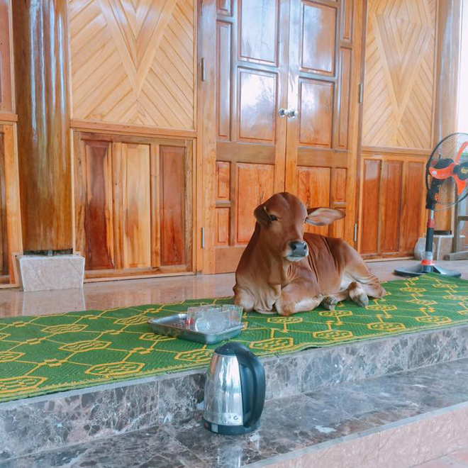 Con bò ểnh ương hot nhất MXH hôm nay: Lên hiên nhà ngồi chiếu thưởng trà không màng thế sự