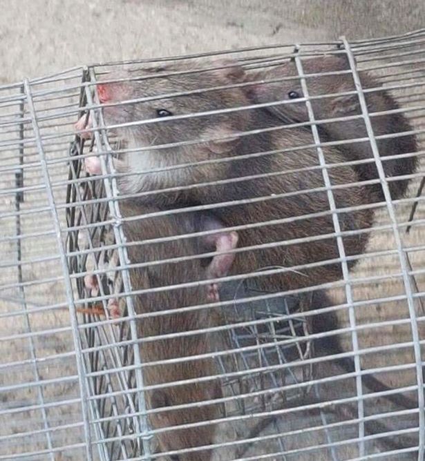 Chuột khổng lồ to như mèo tấn công khu phố, truyền bệnh cho trẻ