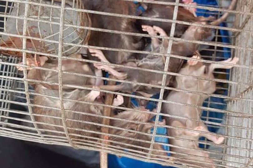 Chuột khổng lồ to như mèo tấn công khu phố, truyền bệnh cho trẻ