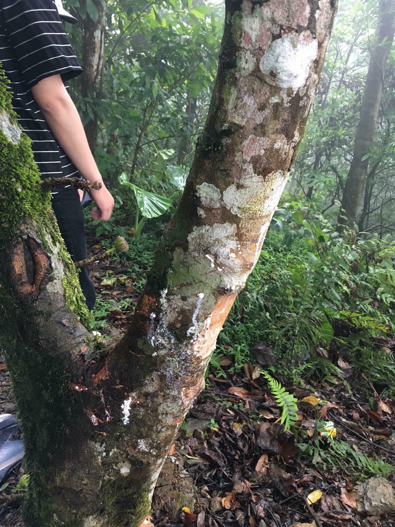 Xe ga mất phanh khi đang đổ đèo ở Ba Vì, đôi bạn trẻ liều mình lao vào gốc cây để thoát nạn