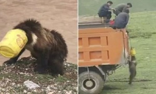 Cả làng dốc sức giải cứu gấu bị mắc kẹt trong xô