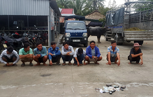 Hàng chục nông dân miền Tây mang trâu đi đấu ăn tiền