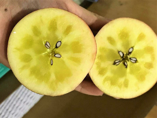 Tiết lộ về loại táo mật bạc triệu đang được săn đón, luôn trong tình trạng hết hàng