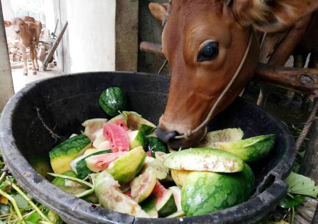 Chủ tịch Thanh Hóa, Nghệ An phát công điện khẩn chống bão số 3