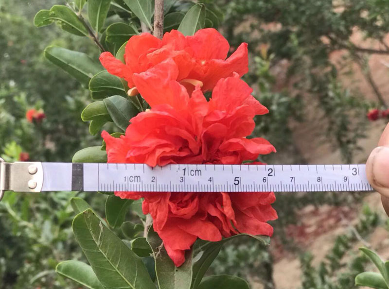 Cặp lựu cổ 200 năm giá 6 tỷ: Đại gia quyết không bán cho Trung Quốc