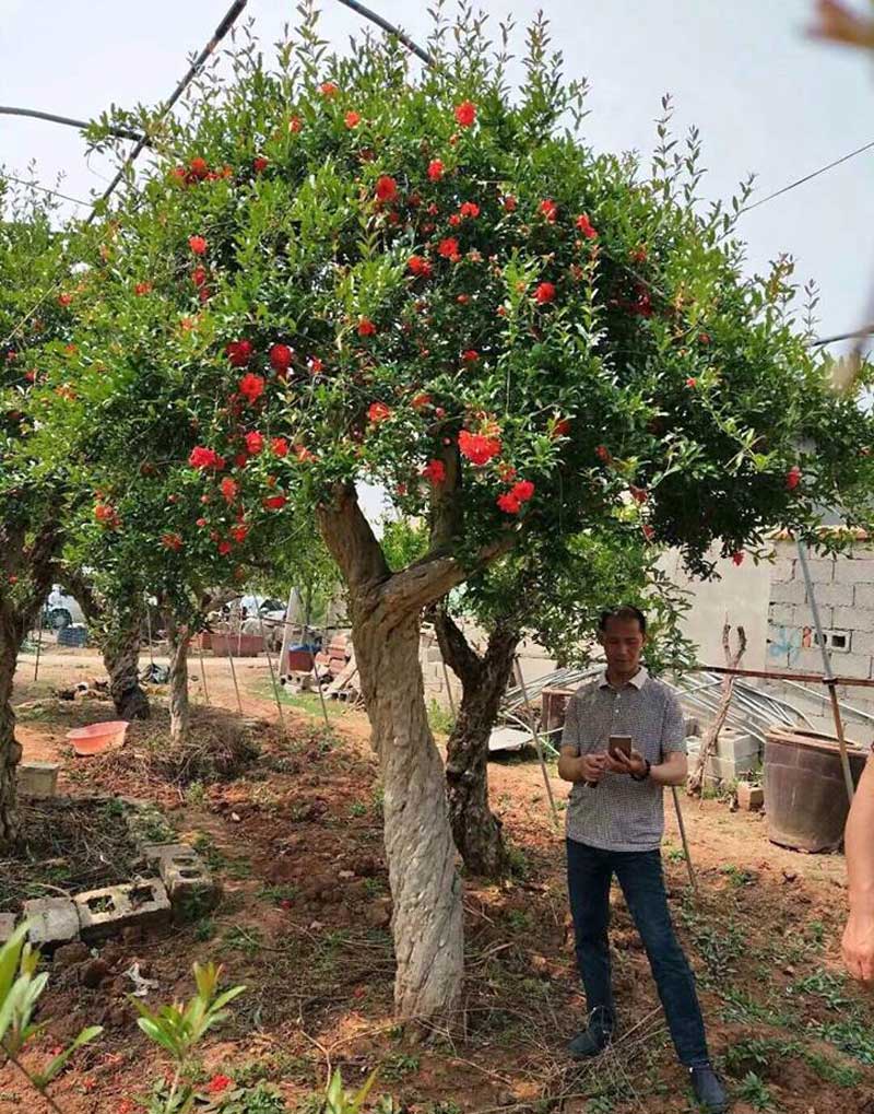 Cặp lựu cổ 200 năm giá 6 tỷ: Đại gia quyết không bán cho Trung Quốc