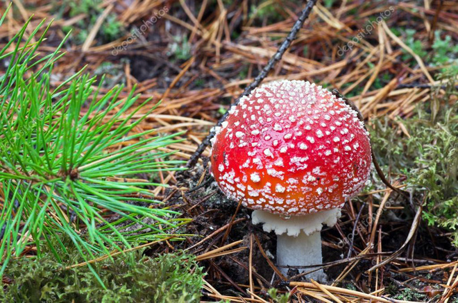 3 mẹ con nguy kịch, tử vong do ăn nấm: Cảnh báo những loại nấm có độc tuyệt đối không ăn