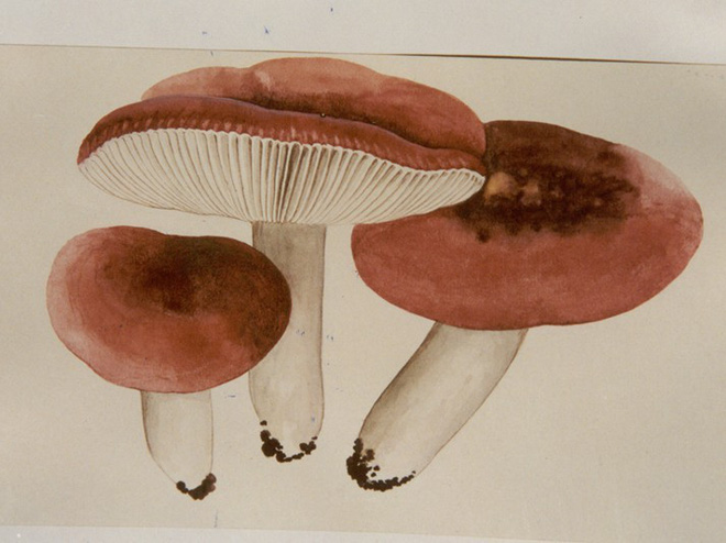 3 mẹ con nguy kịch, tử vong do ăn nấm: Cảnh báo những loại nấm có độc tuyệt đối không ăn