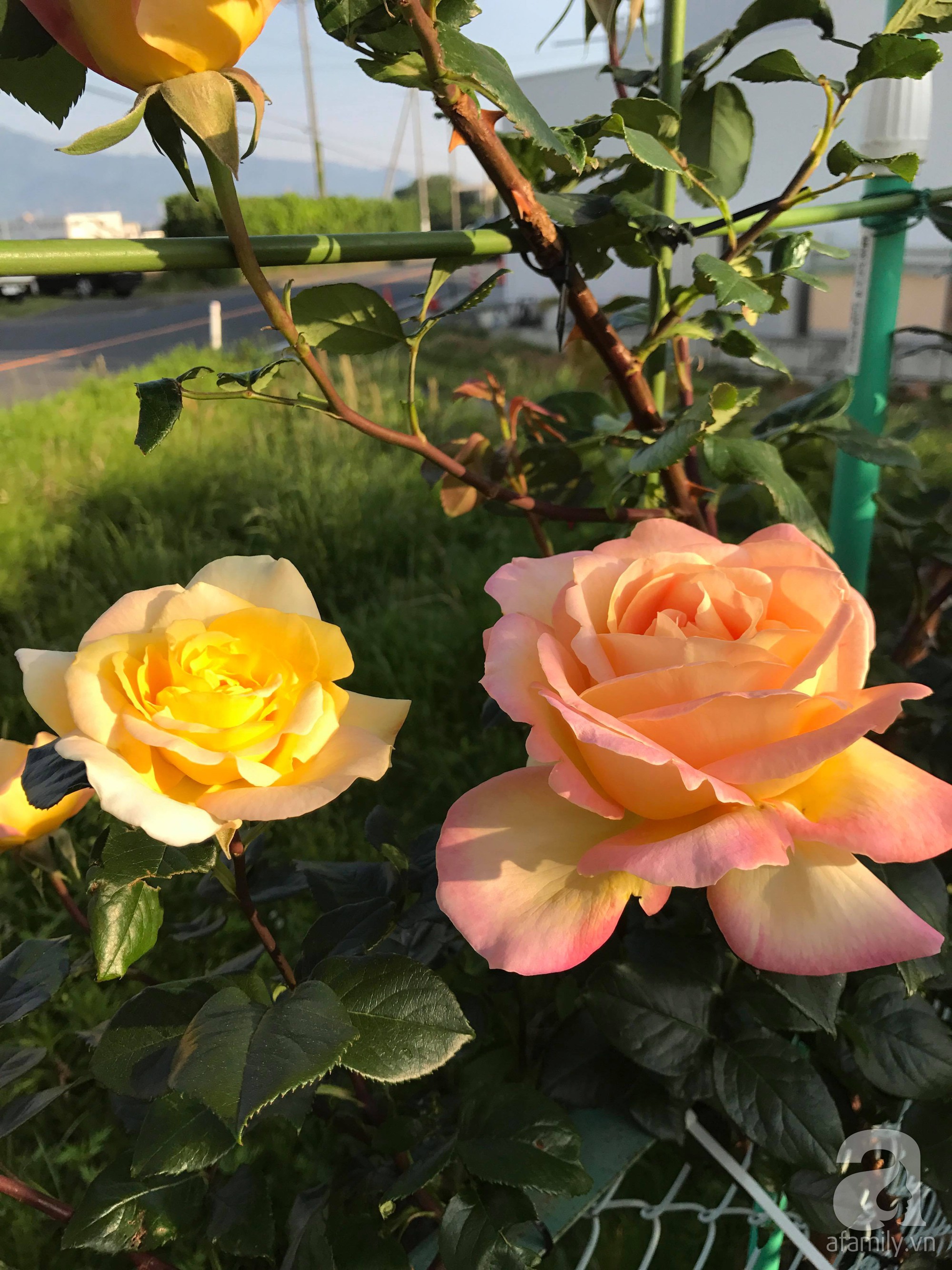 Bức tường hoa hồng đẹp như mơ trong sân vườn vỏn vẹn 6m² của người phụ nữ bỏ ra 5 năm miệt mài chăm sóc