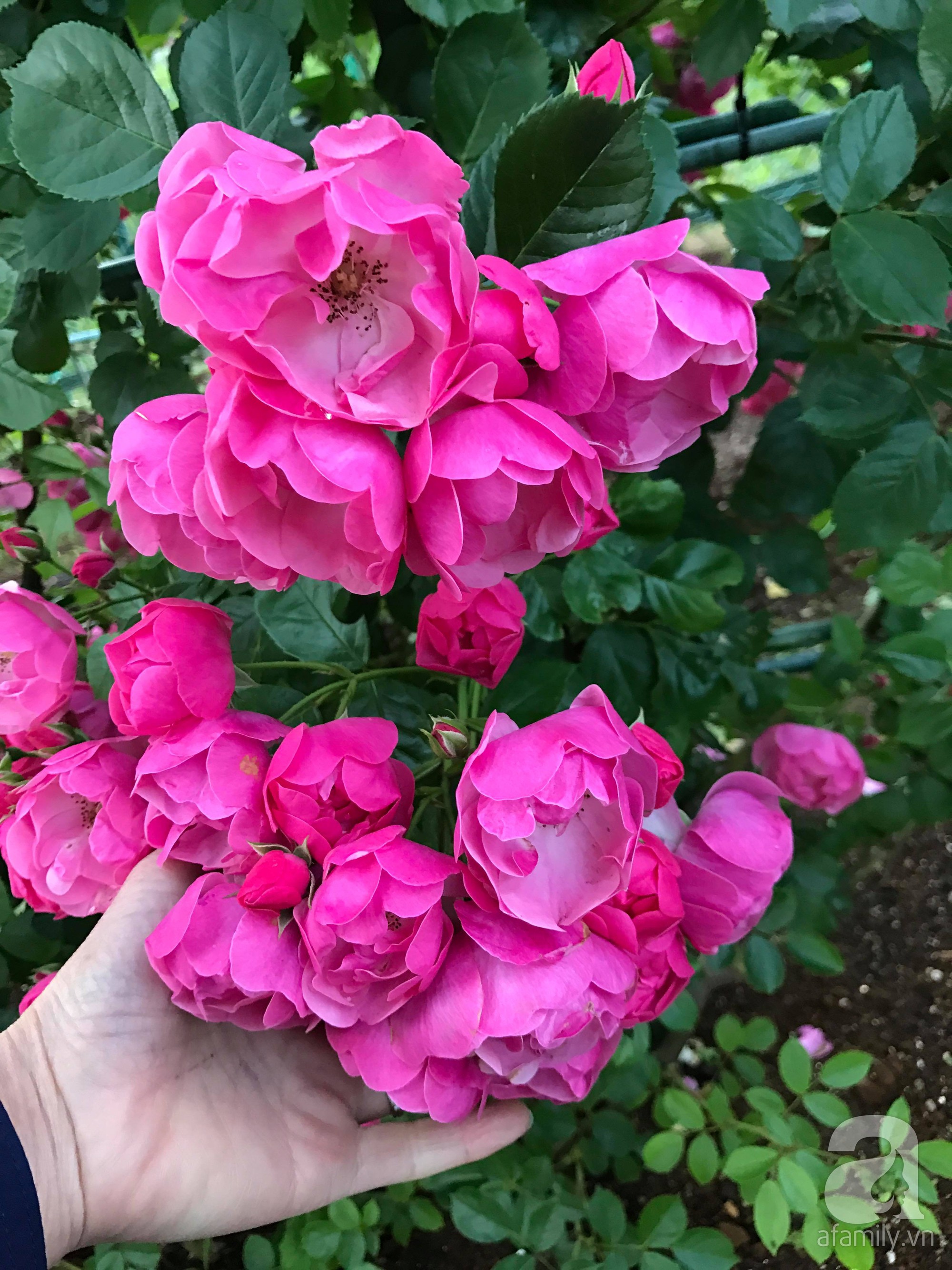 Bức tường hoa hồng đẹp như mơ trong sân vườn vỏn vẹn 6m² của người phụ nữ bỏ ra 5 năm miệt mài chăm sóc