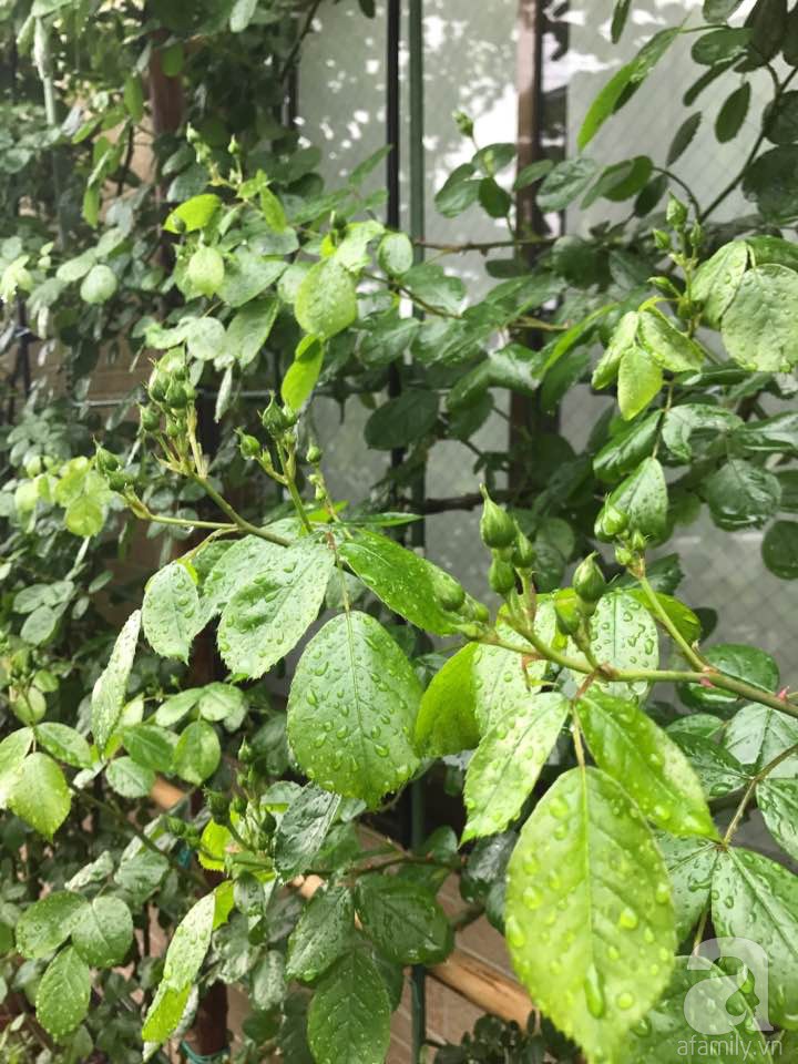 Bức tường hoa hồng đẹp như mơ trong sân vườn vỏn vẹn 6m² của người phụ nữ bỏ ra 5 năm miệt mài chăm sóc