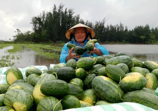 Bão số 3: Thanh Hóa chạy cắt lúa non, Hải Phòng điều xe thiết giáp