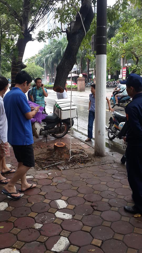 Cây sưa đỏ hơn 20 năm tuổi bị cưa trộm giữa đêm mưa bão