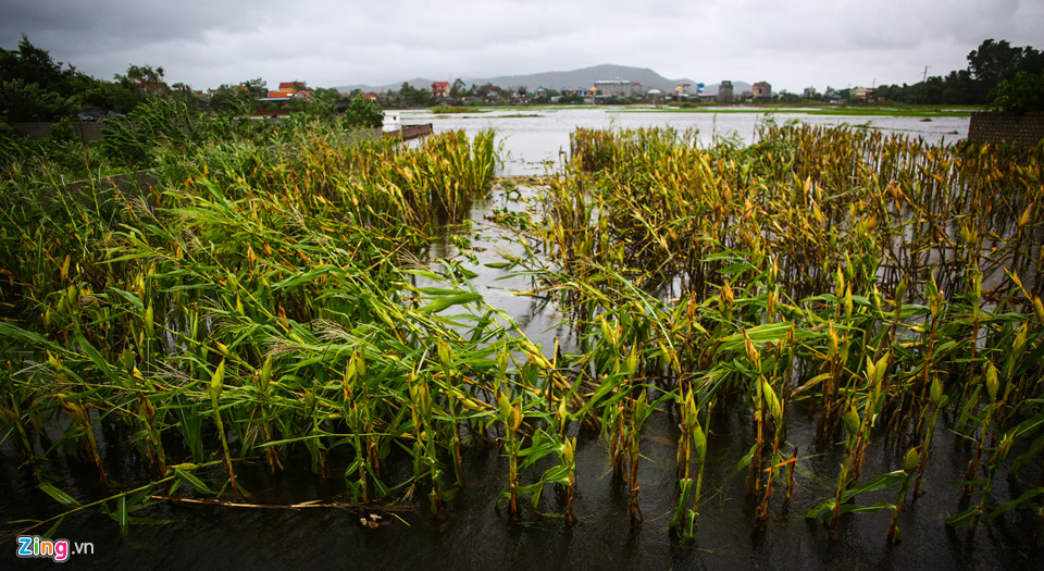 Ven biển Thanh Hoá ngổn ngang, xơ xác sau bão Sơn Tinh