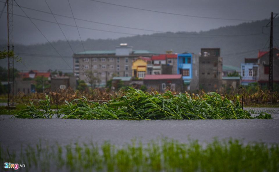 Ven biển Thanh Hoá ngổn ngang, xơ xác sau bão Sơn Tinh