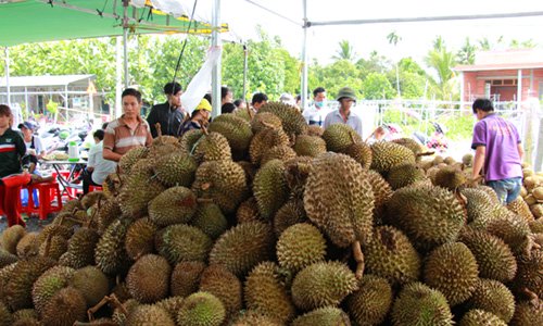 Tư thương Trung Quốc mua gom tới tấp hạt sầu riêng để làm gì?