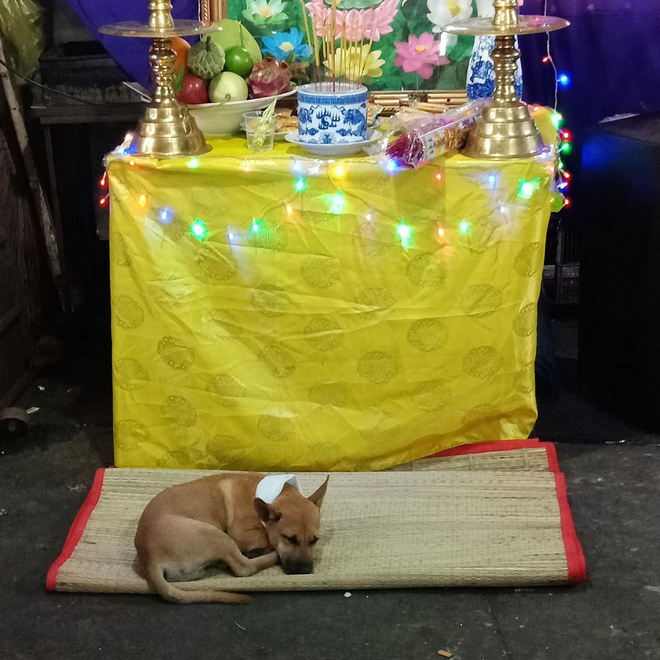 Hình ảnh xúc động: Chủ vừa qua đời, chú chó nhỏ buồn bã bỏ cả ăn để túc trực bên linh cữu không chịu rời