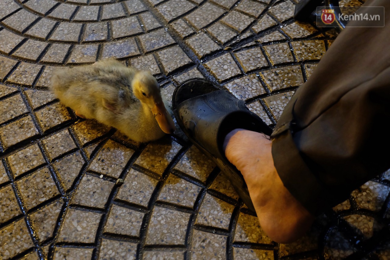 Câu chuyện đáng yêu về chú vịt con lon ton theo sau ông lão vé số ở Sài Gòn: Từ ngày con quỷ sứ này chạy theo, ông thấy vui hơn nhiều