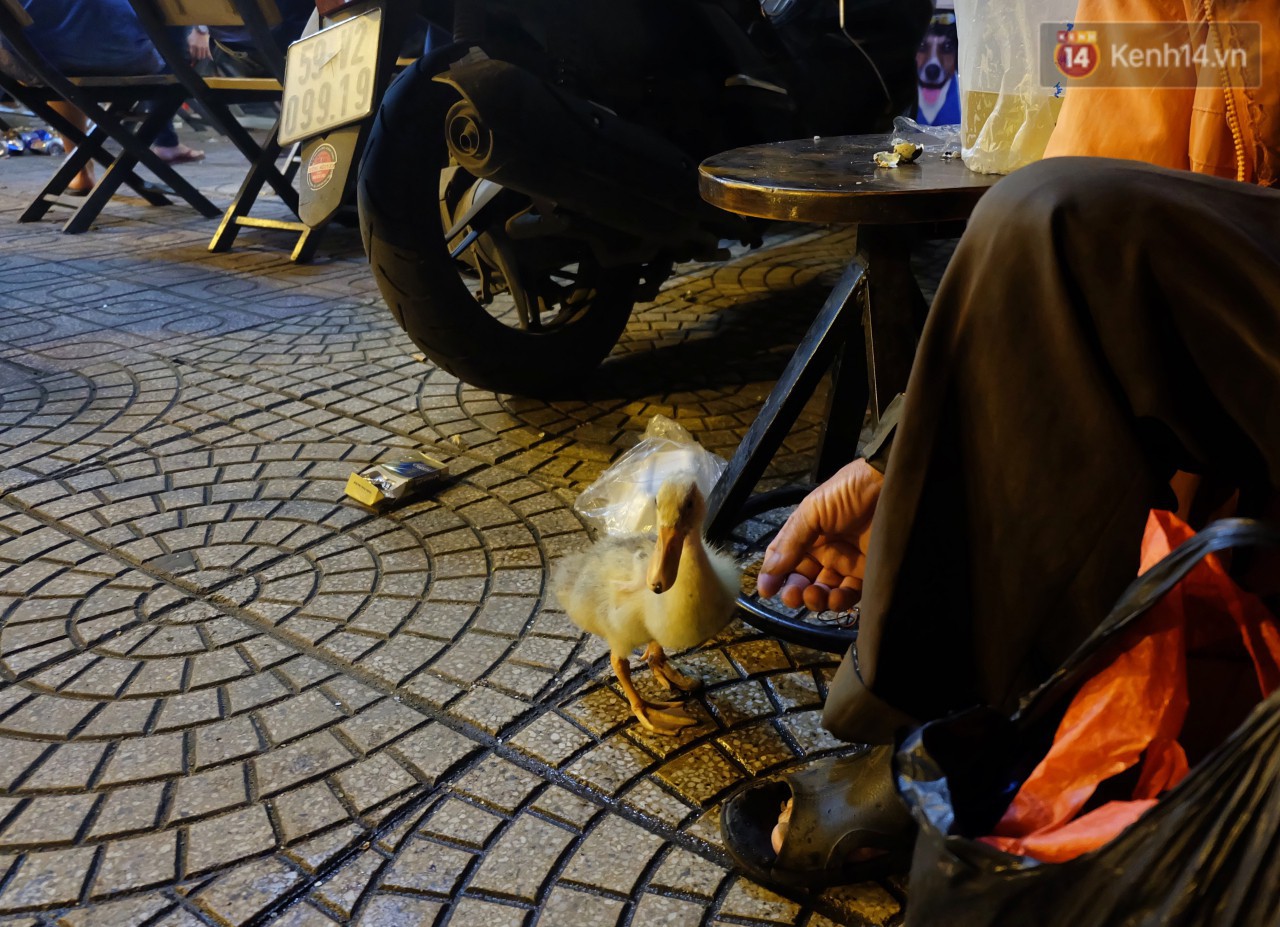 Câu chuyện đáng yêu về chú vịt con lon ton theo sau ông lão vé số ở Sài Gòn: Từ ngày con quỷ sứ này chạy theo, ông thấy vui hơn nhiều