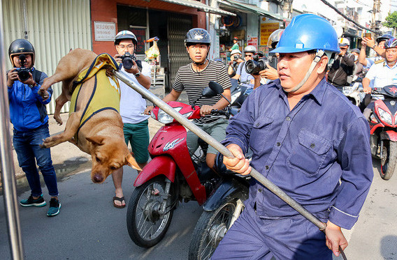 Ông Đoàn Ngọc Hải mạnh tay dẹp chó thả rông