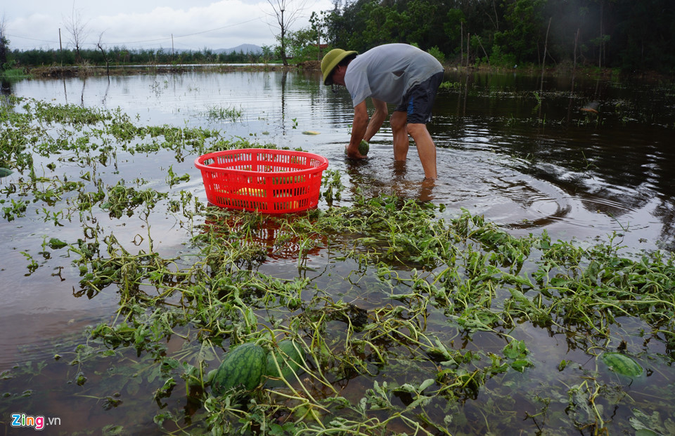 Dân vớt dưa hấu cho bò ăn sau mưa bão