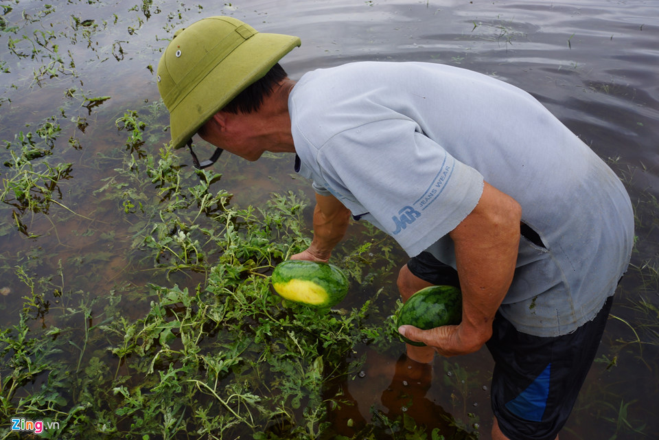 Dân vớt dưa hấu cho bò ăn sau mưa bão