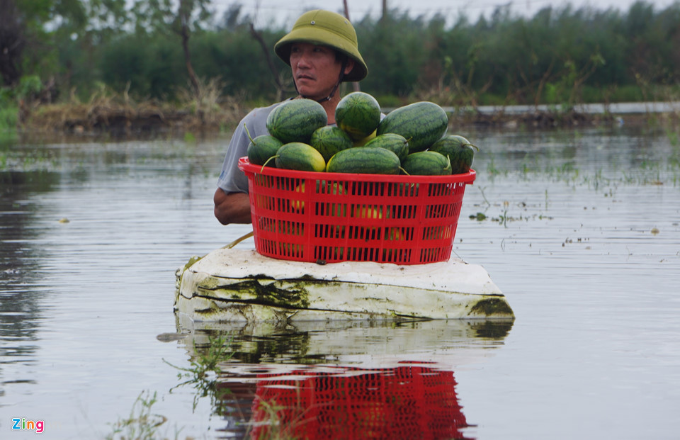 Dân vớt dưa hấu cho bò ăn sau mưa bão