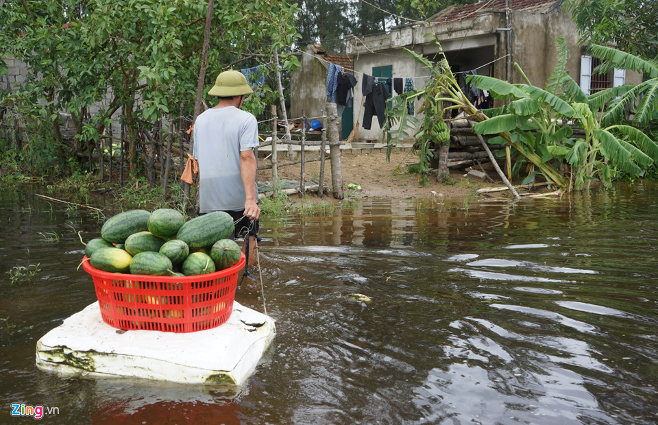 Dân vớt dưa hấu cho bò ăn sau mưa bão