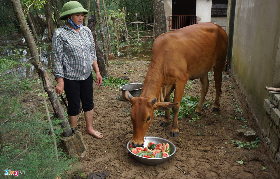 Dân vớt dưa hấu cho bò ăn sau mưa bão