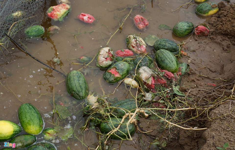 Dân vớt dưa hấu cho bò ăn sau mưa bão